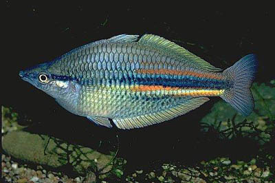 Melanotaenia affinis